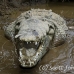 crocodile_american_tar_h_1586_cos2589.jpg